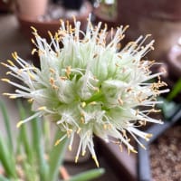 野菜たち。