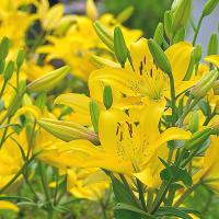 梅雨の合間に サボテンの花 わっ～綺麗！