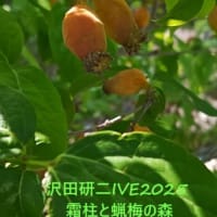 沢田研二LIVE2025｢霜柱と蝋梅の森｣㉔鎌倉芸術館に蝋梅の実と薄紫を添えて