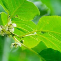 サルナシ、ユキノシタ、マツヨイグサ・・・（板橋区立赤塚植物園 2025.5.11撮影）