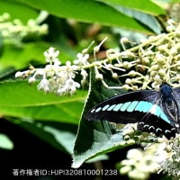 里山の生き物たち