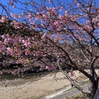 河津桜は河津で見たい