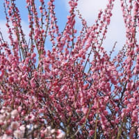 荒山公園の梅林（２０２５年３月９日）