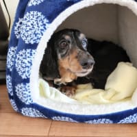 天ちゃんが急変＆気持ちがついていかない