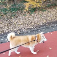 クリンへの想いは尽きなくて・・・280