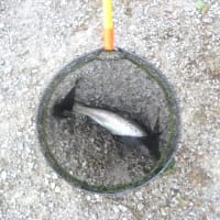 ハンガリー産蜂蜜の疑惑 感じるままに