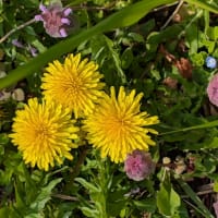 花のように綺麗だったら良かったけど。
