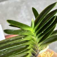 玉金剛総ルビー根