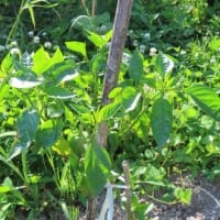 田舎へ　６月　⑤