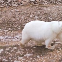 「ワイルドライフカナダ北極圏」ホッキョクグマ～写真と短歌で綴る世界文化紀行