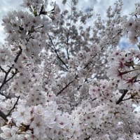 桜が満開の公園でお花見ウォーキング