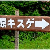 ニッコウキスゲ「恩原高原」 岡山県苫田郡鏡野町上齋原