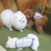 🐾 2024/05/14 🐾 🎓 犬の幼稚園BuddyDog 🎓