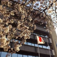 桜のとき