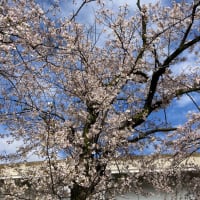 桜が綺麗に見えるお天気でした(*^▽^*)