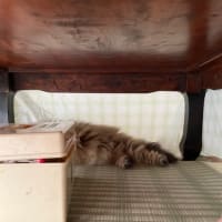 【１６２５】6／２０　❹   上手く隠れるの巻　他