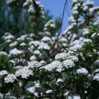 GWは庭のお花見