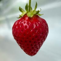 🍓6月の軽井沢、よつぼしが美味しい季節です🌿✨