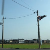 リハビリとしてのお散歩