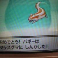 いろちがい マッスグマ やま うみ