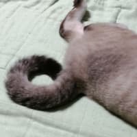 シッポがドーナツに見える〜