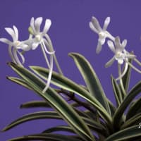 富貴蘭「白皇覆輪」の花