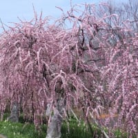 和泉リサイクル環境公園の梅林（２０２５年３月１４日）