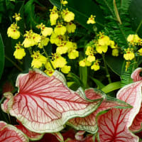 葉花