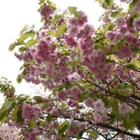 桜写ん歩：さくらの里