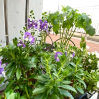 今年の紫陽花は終わりに