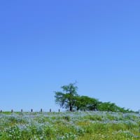 県営馬見丘陵公園､ネモフィラ2024＋色彩いろいろ季節の話題