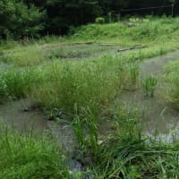 水域の高刈り