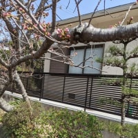 桜が咲く一日前