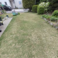 今年最初の芝刈り２０２５