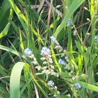 にこパパの思い出貯金「あっ！！きれい」ときめく瞬間を残してみよう。草花編