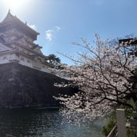桜の小倉城