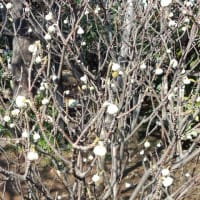 池上の梅はあと２週間後かな??
