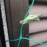 ブログ引っ越しの下準備中