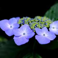 いざいざ奈良-奈良県桜井市：長谷寺