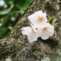 桜開花宣言