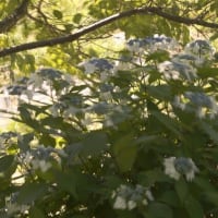 苗の影に丸い団子？　不思議でオモシロイ