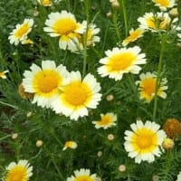 シュンキクの花三様に　2025.5