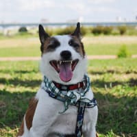 夢みる小犬ウィッシュボーン ジャックラッセルの冒険