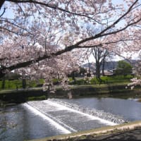 賀茂の桜