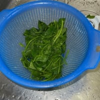 ほうれん草　収穫　ベランダ