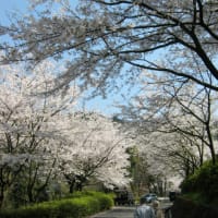 桜の園～その1