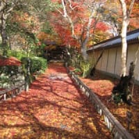 京都の紅葉１