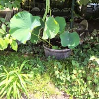 蓮が咲きそうです。