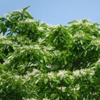 ヒトツバタゴ　 〈ナンジャモンジャの木の白い花〉　
