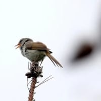 06/29探鳥記録写真：２０２５年５月に出会った鳥たち①